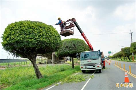 榕樹修剪禁忌